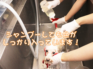 動物看護科のカラーリング実習♪